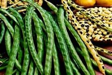 vegherbBlackeyed Peas! Great For Cooking! 30 Seeds -Comb. S/H! See Our Store!