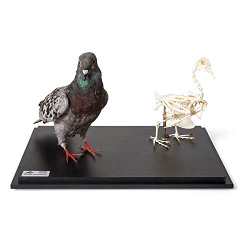 Image of 3B Scientific GmbH T310051 Pigeon and Pigeon Skeletons in Show case