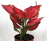 Aglaonema Buntblättriger Kolbenfaden tolle Sorten 9cm ca. 25-30cm hoch (red joy)