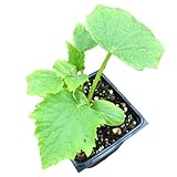 Smoke Camp Crafts Marketmore 76 Cucumber Plant in 2.5-Inch Pot, Organic, Disease Resistant