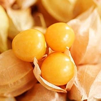 画材 Gooseberry Amazon.com: Cape Gooseberry 研磨櫻桃種子- 每株植物都有數百種