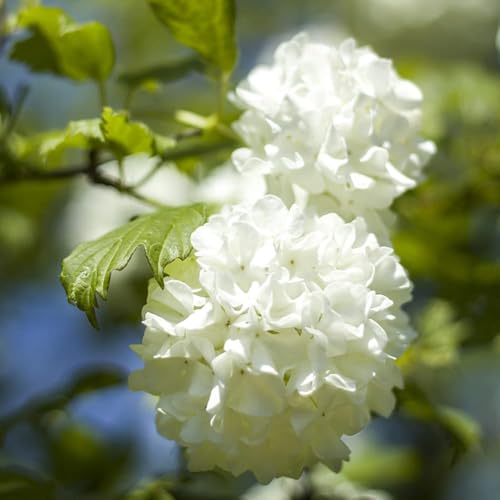 bola de nieve de invierno resistente - semillas arbustos hoja perenne resistentes resistentes para balcones semillas - Serie 50pcs