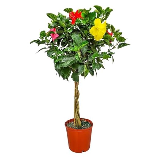 Braided Hibiscus Tree - Mixed (3 to 4 Flower Colors) - Overall Height 36" to 42" - Tropical Plants of Florida (Plant Only)