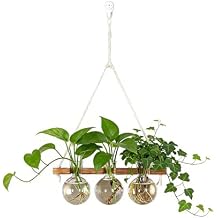 Plant Propagation Station Wall Hanging, Planter Terrariums with Wooden Stand for Hydroponics Plants and Cuttings, 3 Bulb Propagation Vases, Home Office Wall Decor, Gift for Plant Lovers