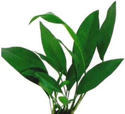 Anubias Barteri Congensis Bareroot or Loose Live Aquarium Plants for Freshwater Fish Tank by Exotic BUY 2 GET 1 FREE