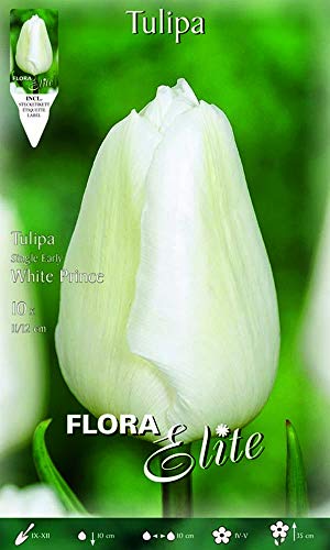 Portal Cool Tulipano bianco principe pacchetto di 10 Bulbi autunnali Bulbi Bulbes