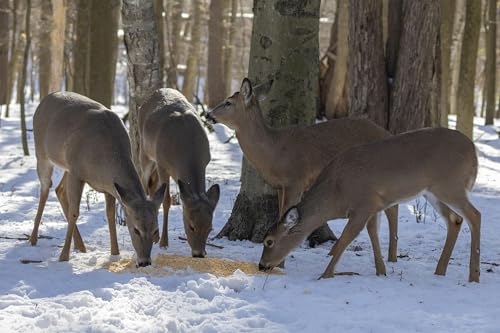225: CWD Discussion with MDC&rsquo;s Cervid Program Supervisor Jason Isabelle