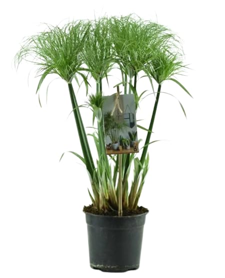 Planta de Papiro Egipcio Natural: Una Joya Verde para tu Estanque o Jardín