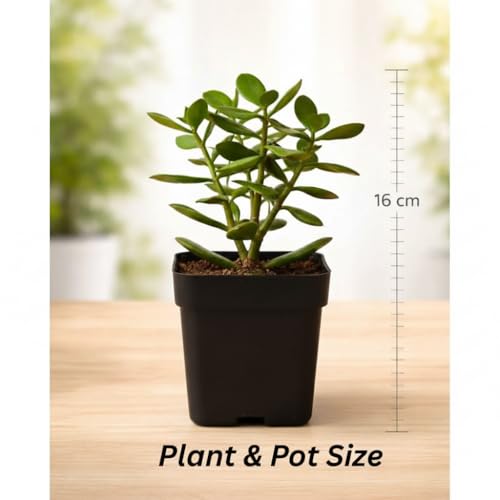 Image of Live Jade Plant with Pot | Good Luck Feng Shui Money Succulent Plant | Low Maintenance Indoor Outdoor Air Purifying Plant for Home Living Room Office Desk Decor | Pack of 1