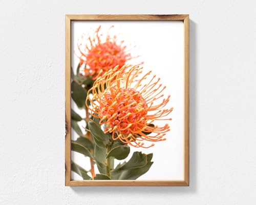Waratah Print - Australian Native Flower Print Wall Art, Orange Waratah Bloom Photograph, Australian Native Wall Art Botanical Poster - Poster,197