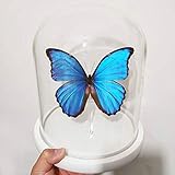 morpho menelaus kaufen ▶ Brillant schillernder blauer Morpho-Schmetterling