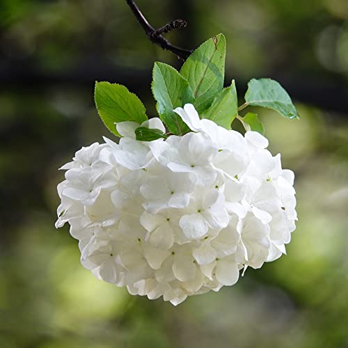 bola de nieve de invierno resistente - semillas resistentes para balcones semillas bola nieve resistente, del jardín del balcón 200pcs