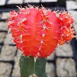 Orange Grafted Moon Cactus - Gymnocalycium mihanovichii hibotan Cacti Cactus Succulent Real Live Plant