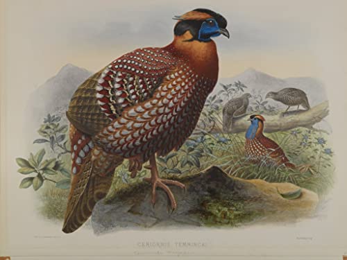 Tableau Graffiti Oiseau Ceriornis Temminkii John Gould Art Mural 60x90cm