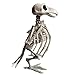 Produktbild Ysoom Tier Skeleton Knochen Horror Halloween DekorationTierskelett Modell Bat/Frog/Lizard/Krähe/Maus/Spinne Knochen Halloween Party Dekoration