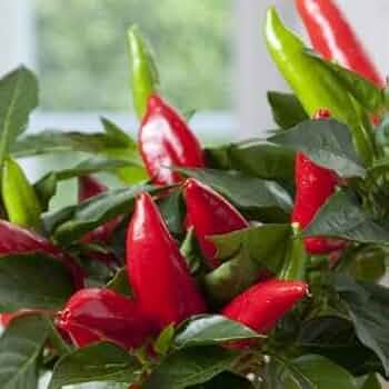 Amazon.com : Pepper Hot Burrito 100 Seeds : Patio, Lawn & Garden