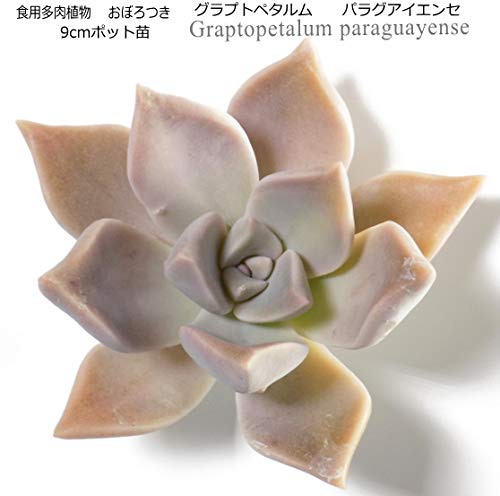 Amazon.co.jp: 食用多肉植物 おぼろつき Graptopetalum paraguayense