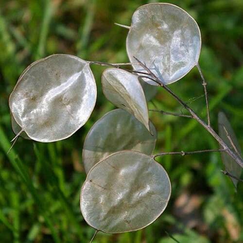 100 Seeds of Honesty Lunaria Biennis Mixed