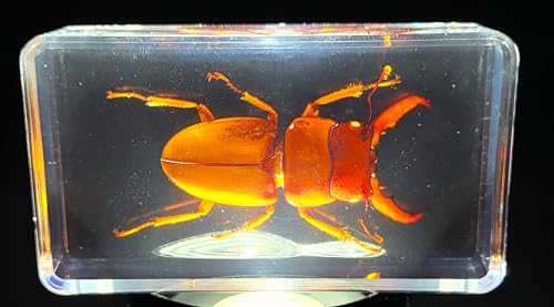 Image of 2.9 inch Real Golden Dorcus Titanus Platymelus Stag Beetle in Crystal Clear Lucite Resin Specimen Preserved Insect Taxidermy Collection for Biology Science Education & Desk Ornament Display Supplies