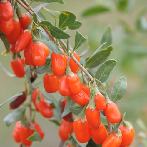 Image of Goji Berry 'No.1 Lifeberry' - Super Food Variety for Health and Beauty 9cm Pot x 3 by Thompson & Morgan
