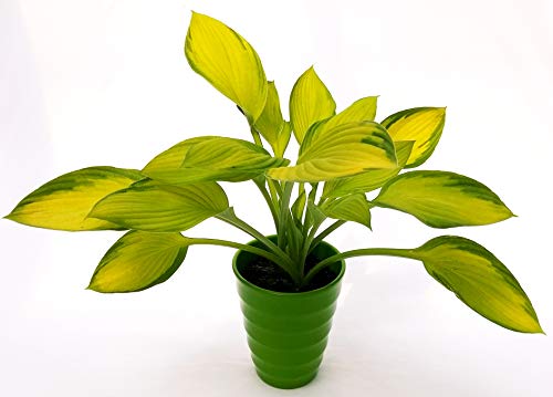 POWERS TO FLOWERS - HOSTA GOLD STANDARD IN VASO CERAMICA VERDE A CERCHI CONCENTRICI, pianta vera