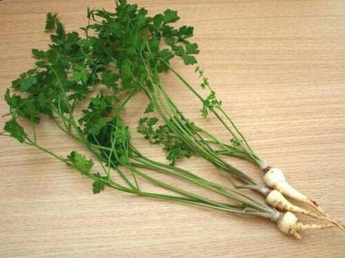 50 SEMI DI PREZZEMOLO A RADICI