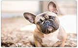 Fotografie Französische Bulldogge Wandtattoo Wandsticker Wandaufkleber R1900 Größe 70 cm x 110 cm