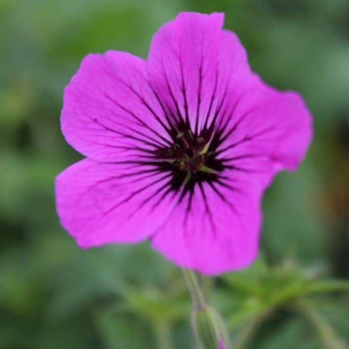 6x Géranium vivace 'Patricia' - Geranium ‘Patricia’ - Godet 9x9cm