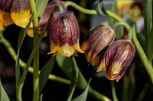 Lincolnshire Pond Plants Ltd - Fritillaria Michailovskyi Plant Bulb x5