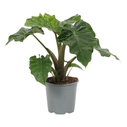 Alocasia Low Rider 60-80 cm – Exotische Zimmerpflanze mit glänzenden Blättern, Pflegeleicht & Ideal für dein Zuhause