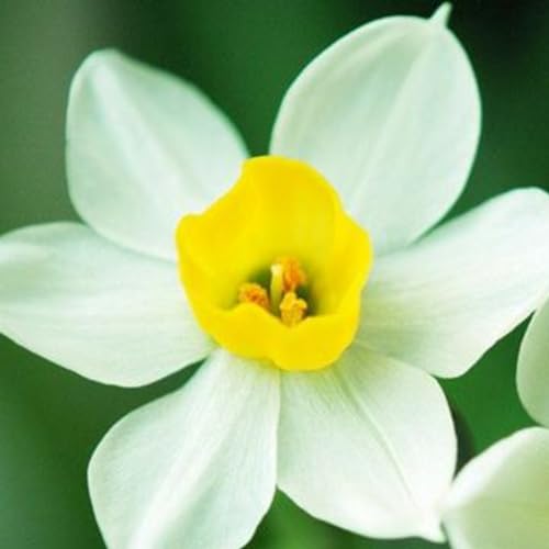 Narciso Bulbi,Piante erbacee perenni,Narcisi bulbi rosa,narciso fiore bulbi,bulbi di fiori doppi,Resistenza a freddo,Daffodil bulbi Mix(Senza semi,non artificiali)-8bulbi-G