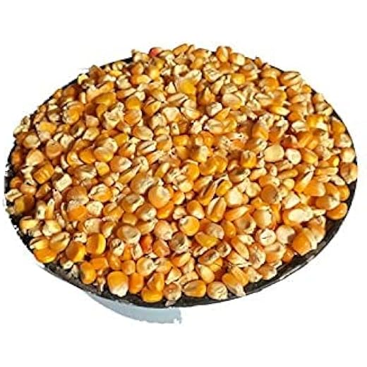 DADFirm Maize Popcorn Seeds 500g