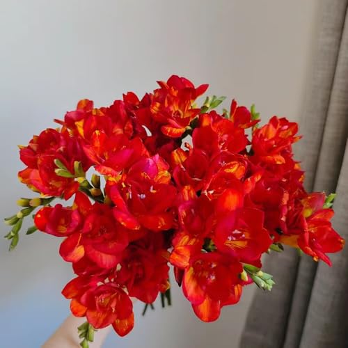 bulbos de fresia plantas exóticas resistentes, Los bulbos de flores son perennes, resistentes, flores decoración hierbas plantas plantas decorativas flores de primavera bulbos jardín 22pcs