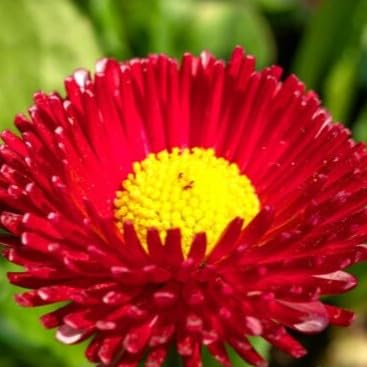 English Daisy 'Super enorma' red - 500 Seeds + freebie + Plant tag (Bellis perennis) Large Flowers