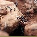 Anthouse.ES - Natural Sand Ant Farm - Medium Acrylic Kit (Sandwich + Foraging Box) - 25x20x1.8 cm and 20x12x12 cm