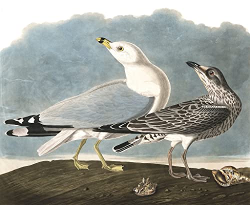 Affiche Toile Goéland à bec anneau Larus Delawarensis John James Audubon déco murale 60x90cm
