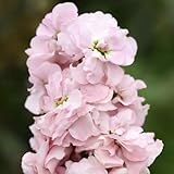 Eden Brothers Stock Seeds - Appleblossom