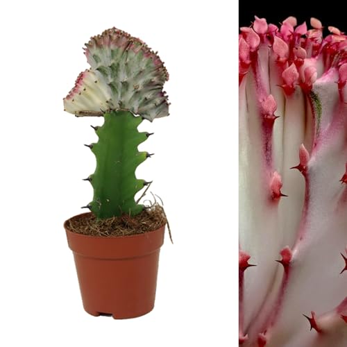 Carbeth Plants - 1 x Euphorbia lactea Cristata Real Coral Cactus in 10cm Pot - Colourful Unique Large Cacti Houseplant - Tall Live Indoor Succulent Ideal for Home and Office