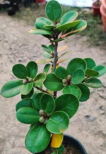 Ficus Microcarpa Live Plant, Chinese Banyan Indoor Tree, 15 cm Height, Without Pot - pack of 1-image-3