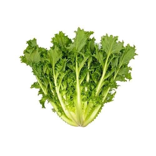 100pcs Green Endive Vegetable Seeds
