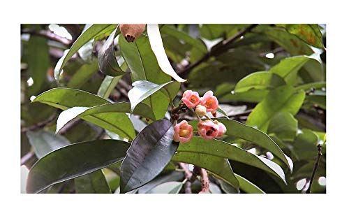 Graines Allanblackia Floribunda Talgbaum arbre à suif ID235