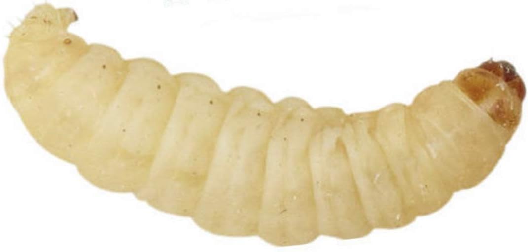 Uk Waxworms Ltd waxworm larvae 15-25mm / 3 x 100 (90g)