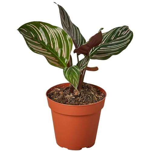 Calathea Ornata Live Plant for Indoor | Different Houseplants in