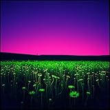 Purple Jungle