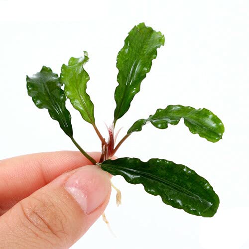 ブセファランドラ・グリーンウェービー　一塊超大量 ブセファランドラ・グリーンウェービー 一塊超大量