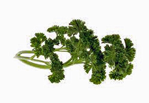 Parsley Seed, Moss Curled, Heirloom, Non GMO, 25+ Seeds, Parsley Seeds - Image 3