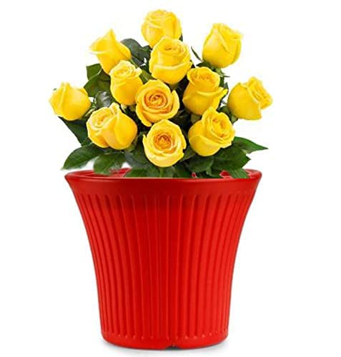 P.D Sunshine Planter Pot (Red, Pack of 2) (B09PL6DGQY) Amazon Price History, Amazon Price Tracker