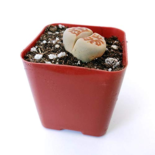 Lithops Succulent | Living Stones Raw Stone Cactus Succulent | Unique Succulent Gift Decoration (2 Inch) #TOP3