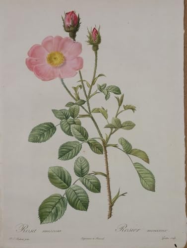 Rosa Muscosa par Pierre Redouté : Tableau sur Toile Décoration Murale 60x90cm
