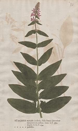 'Stachys verticillis ... palustris' - Sumpf-Ziest woundwort Blumen flower Botanik botany botanical